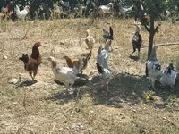 Chickens — عکس 3