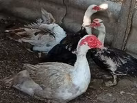 Ducks — 照片 1