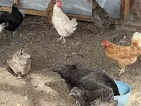 Chickens — عکس 5