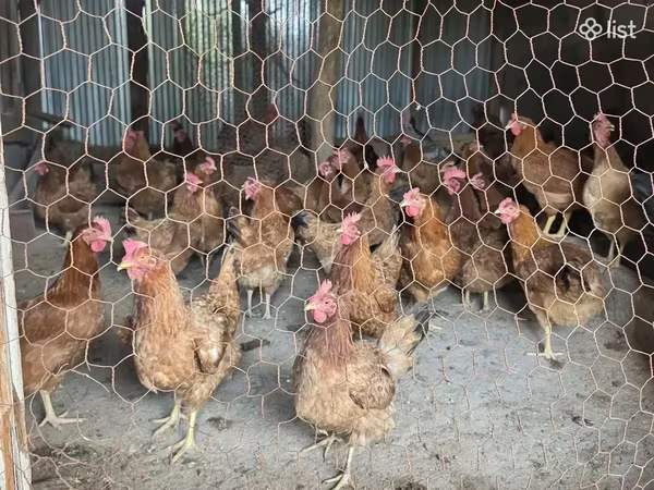 Chickens — Armenia