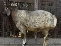 Wad, Rhon sheep — sawirka 1