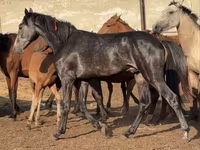 Hingst, Orlov Trotter — foto 3