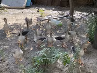 Geese — foto 3