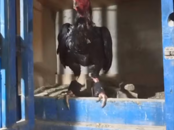 Chickens
