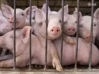 Scroafă, Porci — foto 5
