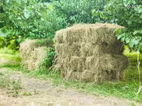 Խոտի տուկ, խոտ, թարմ խոտ — عکس 5