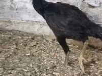 Chickens — عکس 3