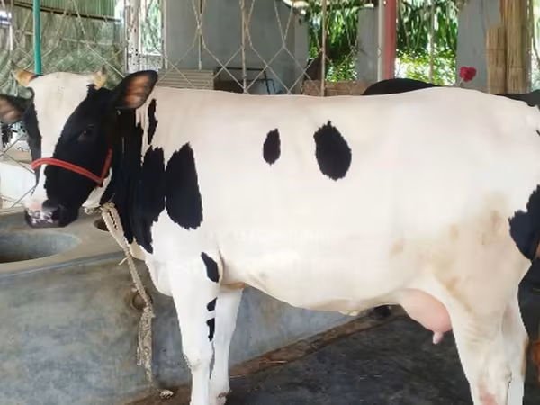 Cow, Holstein breed — Bangladesh