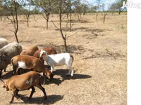 قوچ, Cameroon sheep — عکس 1