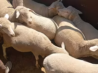 Får, Merino sheep — foto 1