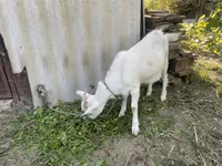 Kambing (lot, jantina tidak dinyatakan), Goats — foto 1