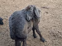 Koç, Karakul sheep — foto 1