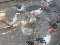 Ducks — 사진 3