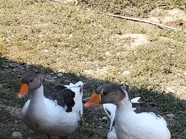 Geese