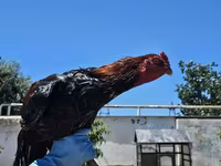 Chickens — foto 1