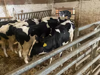 Ng'ombe jike, Russian Black pied cattle — picha 3
