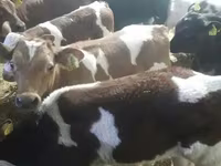 โคเนื้อ (เป็นล็อต, ไม่ระบุเพศ), Simmental cattle — รูปภาพ 8