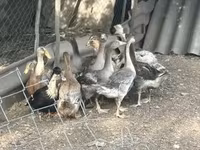 Ducks — լուսանկար 1