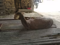 ஆண் ஆடு, ஆடுகள் — புகைப்படம் 2