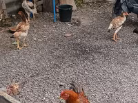 Chickens — Foto 4