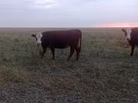 ላም, Latvian Blue cattle — ፎቶ 3