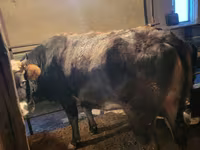 Kuh, Latvian Blue cattle — Foto 4