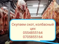 ወንድ በሬ, Cattle — ፎቶ 3