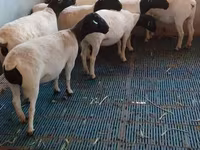 كبش, Dorper sheep — الصورة 5