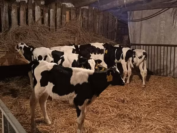 Бик, Russian Black pied cattle