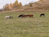 Жребец, New Altai Horse — снимка 4