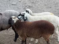 كبش, الأغنام — الصورة 7