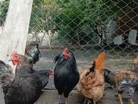 Chickens — عکس 3