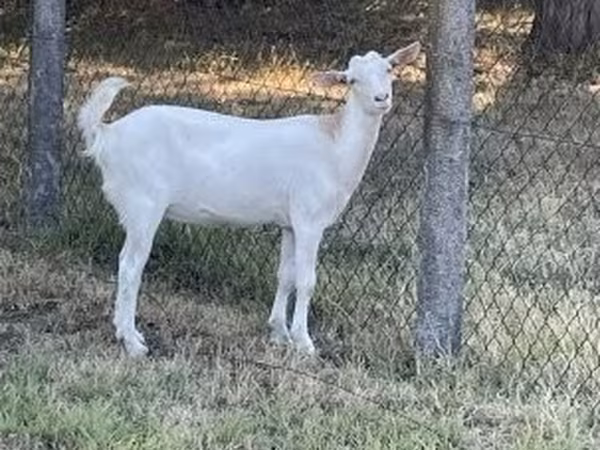 Goat, Saanen goat — Hungary