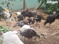 Turkeys — fotografija 3