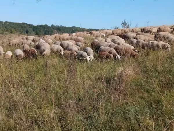 Juh, Precoce sheep