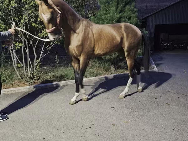Kůň, Akhal-Teke