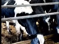 Kuh, Yaroslavl cattle — Foto 1