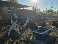 암소, Simmental cattle — 사진 2