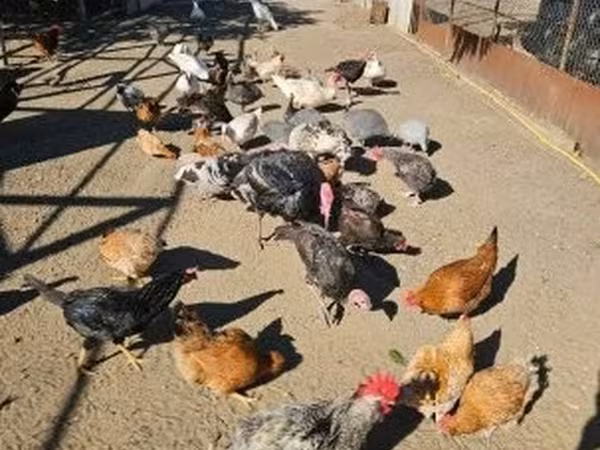Chickens