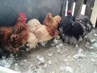 Chickens — عکس 2