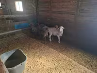 Kambing jantan, Sheep — foto 3