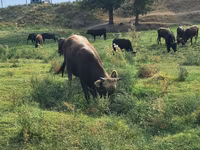 Bulle, Aberdeen-Angus — Foto 1