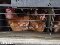 Chickens — تصویر 3