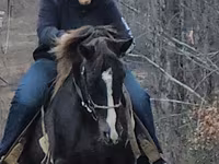 Horse (M), Rocky Mountain Horse — photo 3