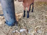 Get, Alpine goat — foto 4
