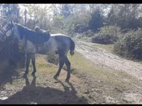 اسب نر, Azerbaijan horse — عکس 1