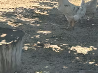 Turkeys — акс 4