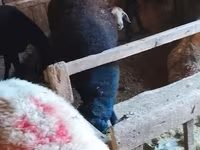 Kambing betina, Sheep — foto 4