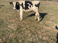 母牛, Russian Black pied cattle — 照片 1