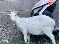 Ziege, Saanen goat — Foto 2